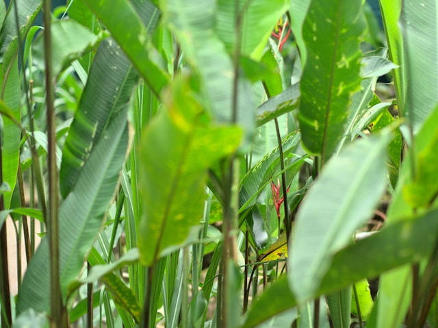 Hurbicides