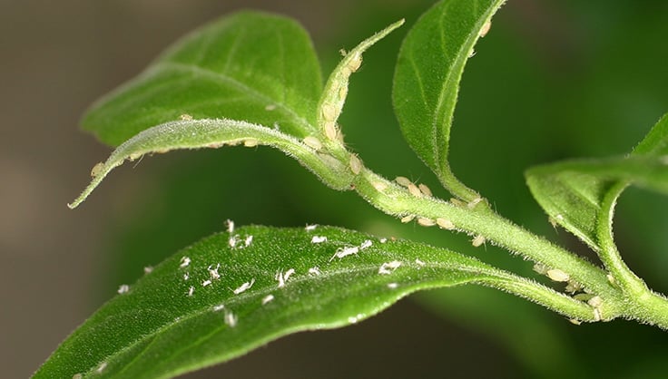 Insecticides
